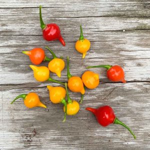 biquinho-peppers-1735
